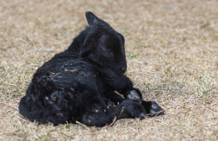Less than an hour old this black Katahdin sheep lamb is taking a nap on a grass covered pasture.の写真素材