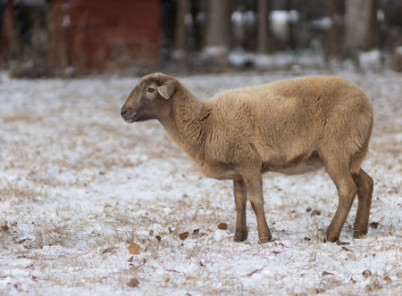 Snow covering a pasture on an organic farm in North Carolina in the winter with a large brown Katahdin sheep out looking for something to eat in the morning.の写真素材
