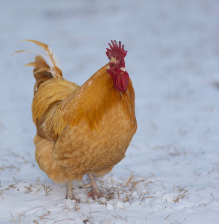 Buff Orpington chicken rooster that free roams on a pasture in North Carolina that has been covered in a light winter snow.の写真素材