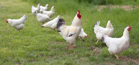 Bright white and black Delaware chicken rooster with his flock of hens freely roaming across a green pasture on an organic farm.の写真素材