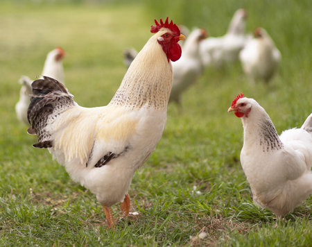 Flock of free ranging white Delaware chicken roosters on a green field with a large rooster and hen closest to the camera.の写真素材