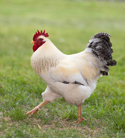 Large Delaware chicken rooster going across the green field is roams freely on in an organic farming operation.の写真素材
