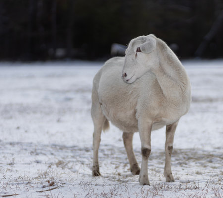White Katahdin sheep ewe standing on a snowy pasture after a light winter storm in North Carolina.の写真素材