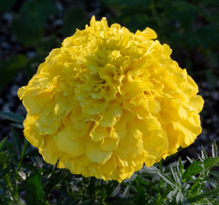 With sunlight low on the horizon details show in this closeup of a yellow marigold flower just after a light rain in full bloom.の写真素材