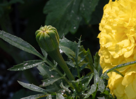 Still wet with water from a rain storm a marigold bud is seen before it blossoms with part of a brigtht yellow flower on the same plant to its right.の写真素材