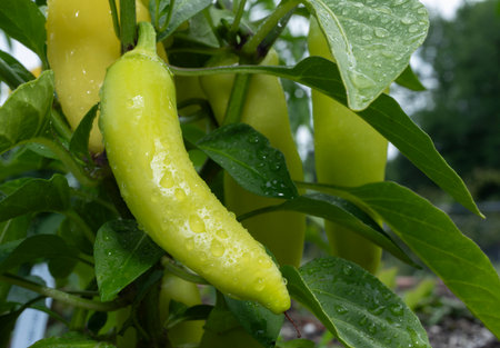 Vibrant yellow chili pepper growing on its plant just after a rain and still covered in water droplets.の写真素材