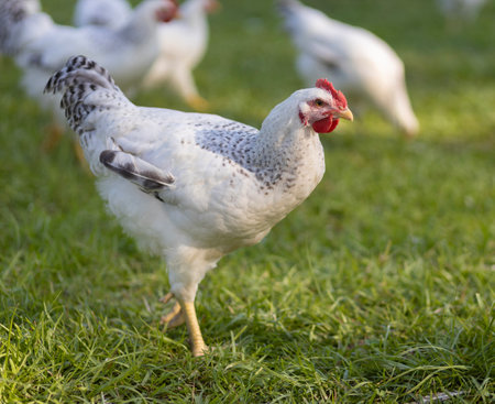 Delaware chicken pullet that is watching something while the rest of its free ranging flock is eating behind on an organic farm's grassy field.の写真素材