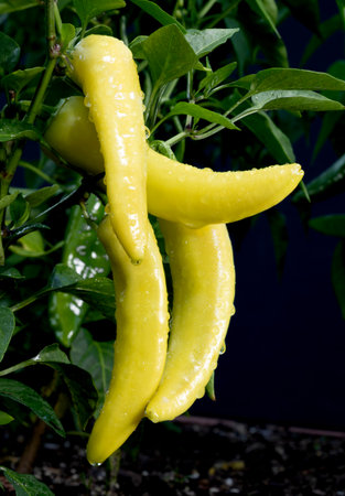 Leaves on the plant and the yellow chili peppers grrowing still soaked with water just after a downpour.の写真素材