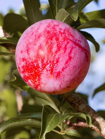 Sweet red, purple and pink plum that is fat and ripening on a branch of its tree.の写真素材