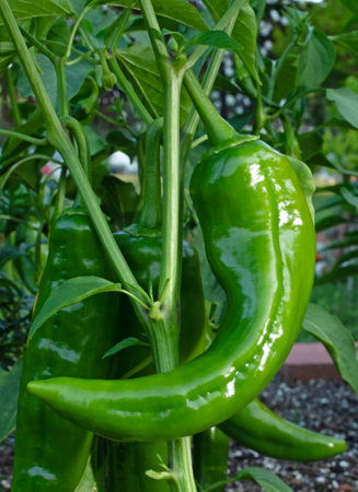 Hot green chili that is strill growing on its plant with other peppers.の写真素材
