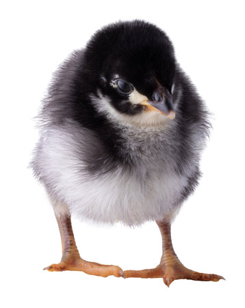 Austerlorp chicken chick with black and white feathers with an angry look with its head toward the camera.の写真素材