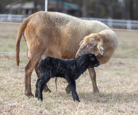 Black sheep lamb that was born minues before being claned by its ewe on a paddock in North Carolina.の写真素材