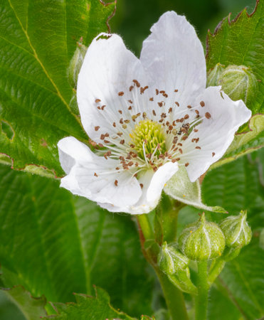 Bright blackberry flower open above other buds below struggling to open soon and still on the plant.