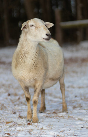 Full grown white sheep ewe walking on a snowy field on a farm managed organically in North Carolina.の写真素材