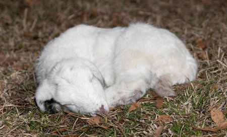 White Katahding sheep lamb sleeping on a grassy paddock that is barely two days old.