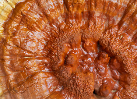 Close-up of the top of a flat mushroom that grew out of a branch that has fallen from a tree that shows the interesting texture would be a colorful background.の写真素材