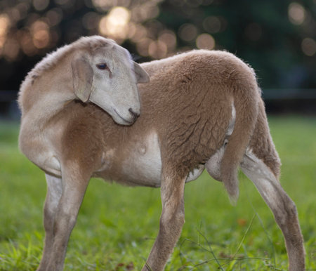 Male Katahdin sheep ram that is still young looking over its shoulder on a paddock on an organic farm at dusk in North Carolina.の写真素材