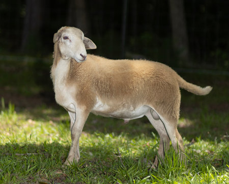 Brown Katahdin sheep ram in North Carolina during the day standing on grass in the shade.の写真素材