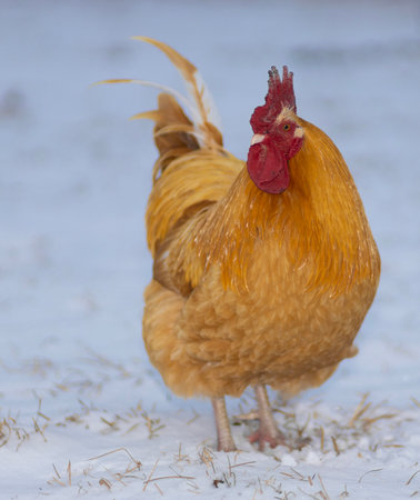 Free range chicken rooster with its red and gold color standing out brightly against snow that has fallen in North Carolina.の写真素材
