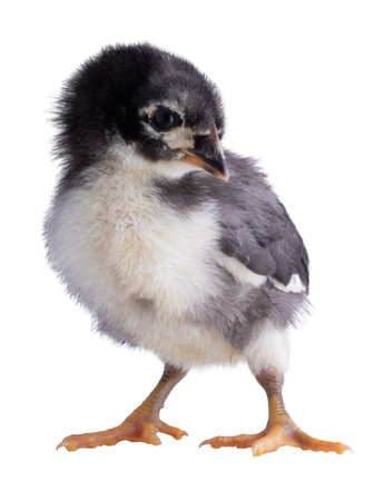 Black and white Austerlorp chicken chick portrait with the bird isolated in a studio shot.の写真素材