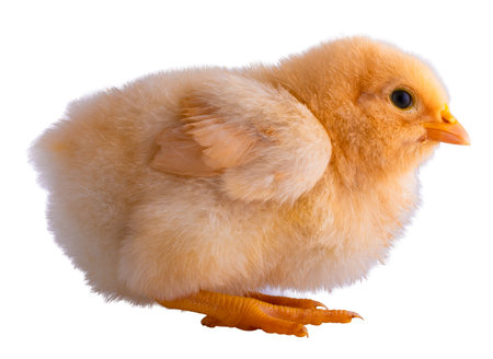 Buff Orpington chicken chick with bright yellow and orange feathers crouched and looking to the right isolated in a studio photo.の写真素材