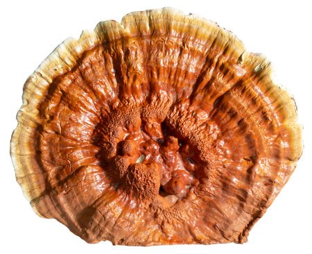 Hard lighting from the right that shows the ruggest texture on the top of a mushroom that grew out of a dead log isolated on a white background.の写真素材