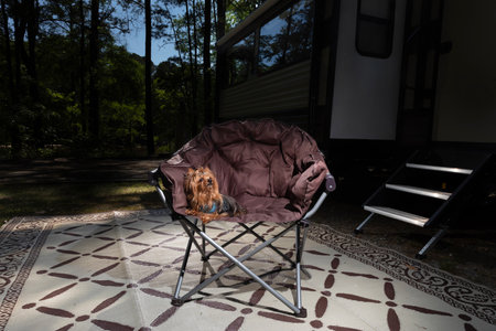 Smal dog resting in a chair next to a camping trailer just before sunsetの写真素材