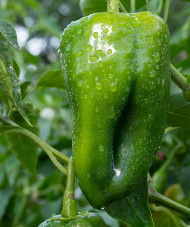 One large poblano chili pepper hanging on a branch with water drops running off.の写真素材