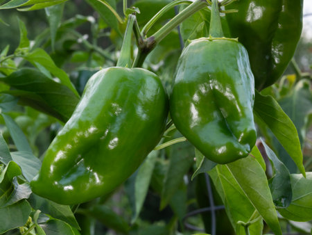 Green poblano peppers still hanging on their plant and nearly ready to harvest.の写真素材