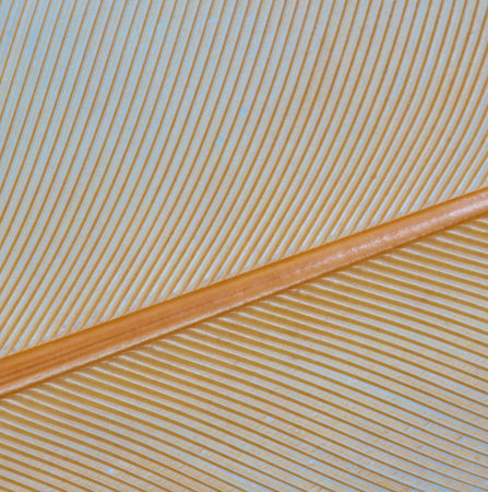 Orange, yellow and gold colored tail feather from a buff orpington chicken rooster seen in a close-up for use as a texture or in a background.の写真素材
