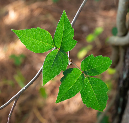 Poison ivy vine and leaves growing on a tree in North Carolina backlit to show the details.の写真素材