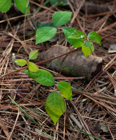 Poison ivy growing across the forest floor that is covered in pine needles and broken tree limbs.の写真素材