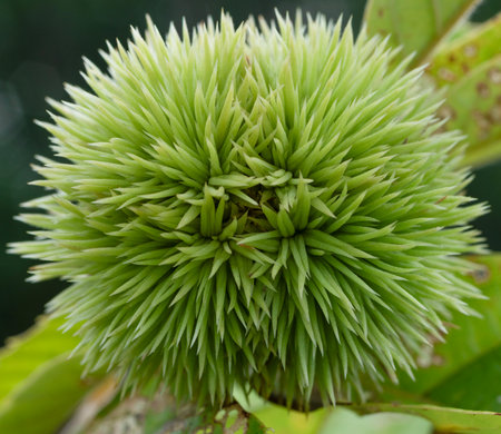 Green thorns covering a chestnut still growing on the tree and too young to harvest.の写真素材