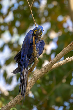 Hyacinth Macaw (Ara macao) perched on a branchの写真素材