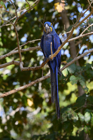Hyacinth Macaw (Ara macao) perched on a branchの写真素材