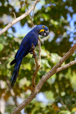 Hyacinth Macaw in a tree in Costa Rica, Central Americaの写真素材