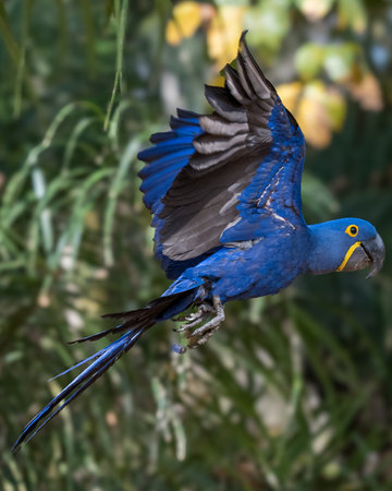 Hyacinth macaw (Ara ararauna) in flightの写真素材
