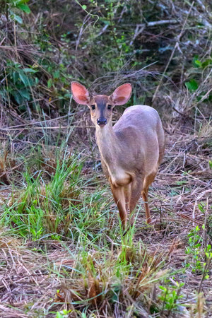 A Gray Brocket in the Pantanal of Brazilの写真素材