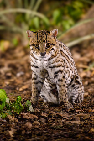 Portrait of an Ocelotの写真素材