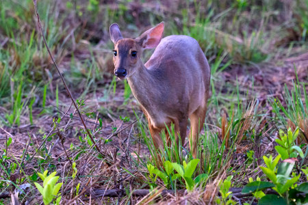 Gray Brocket Deer in the Pantanal in Brazilの写真素材
