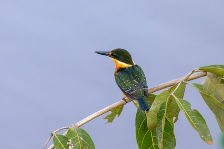 An American Pygmy Kingfisher perched on a branch in the Pantanal of Brazilの写真素材