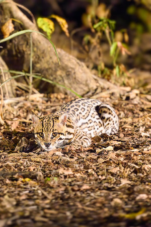 An Ocelot crouching and watching