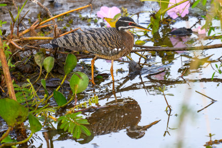 Sunbittern in the Pantanal of Brazilの写真素材