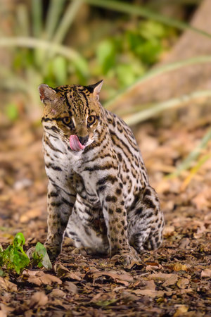Ocelot sitting licking lips after finishing a snackkの写真素材