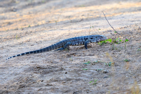 Black and White Tegu in the road in the Pantanal of Brazilの写真素材