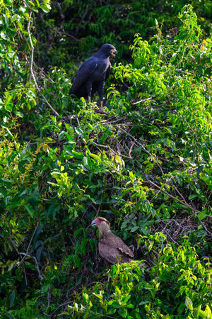 A Southern Crested Caracara in the brush of the Pantanal in Brazilの写真素材