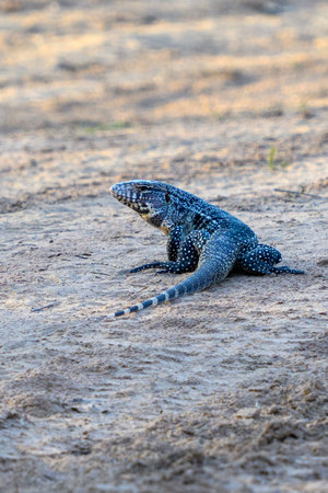 Black and White Tegu in the Pantanal in Brazilの写真素材