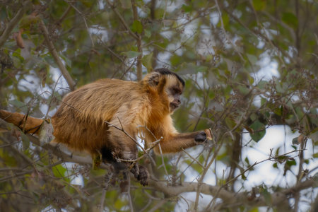 A Hooded Capuchin snacking in a tree of the Pantanal in Brazilの写真素材