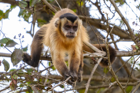 Hooded capuchin monkey sitting on a tree in the Pantanal of Brazilの写真素材