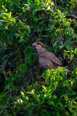 A Southern Crested Caracara in the brush of the Pantanal in Brazilの写真素材